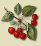 for the cherry on top - call us!